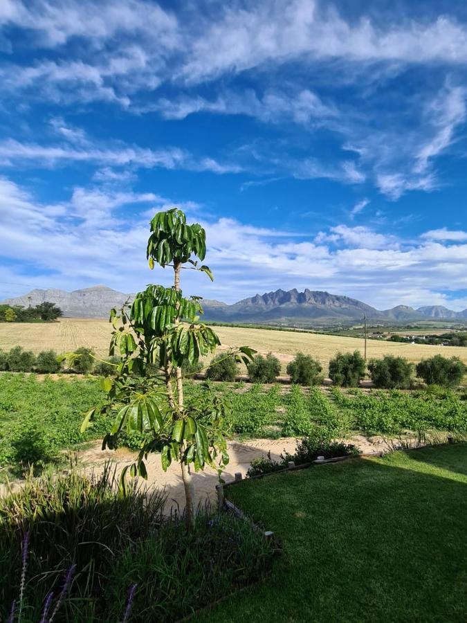 Vineyard Cottage At Bosman Wines Wellington Esterno foto